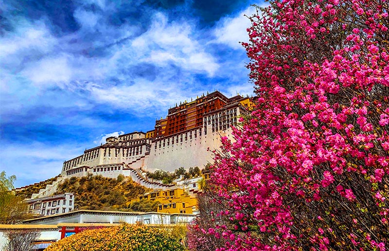 Spring in Tibet: Potala Palace Flowers